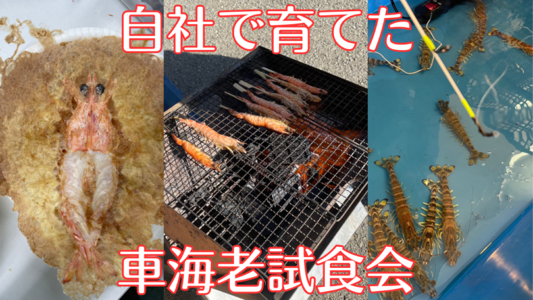 社員みんなで味わう“陸上養殖”の成果。恵みをいただく『車海老試食会』レポート